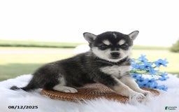 Alaskan Klee Kai dogs for sale: Bo - Image 2