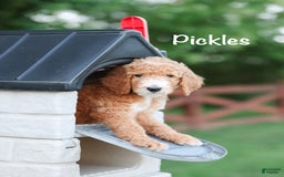 Standard Poodle dogs for sale: Pickles - Image 2