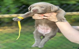 Labrador Retriever dogs for sale: Chip - Image 3