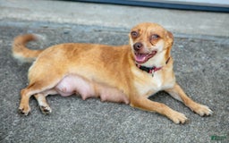 Chihuahua dogs for sale: Puddles - Image 6