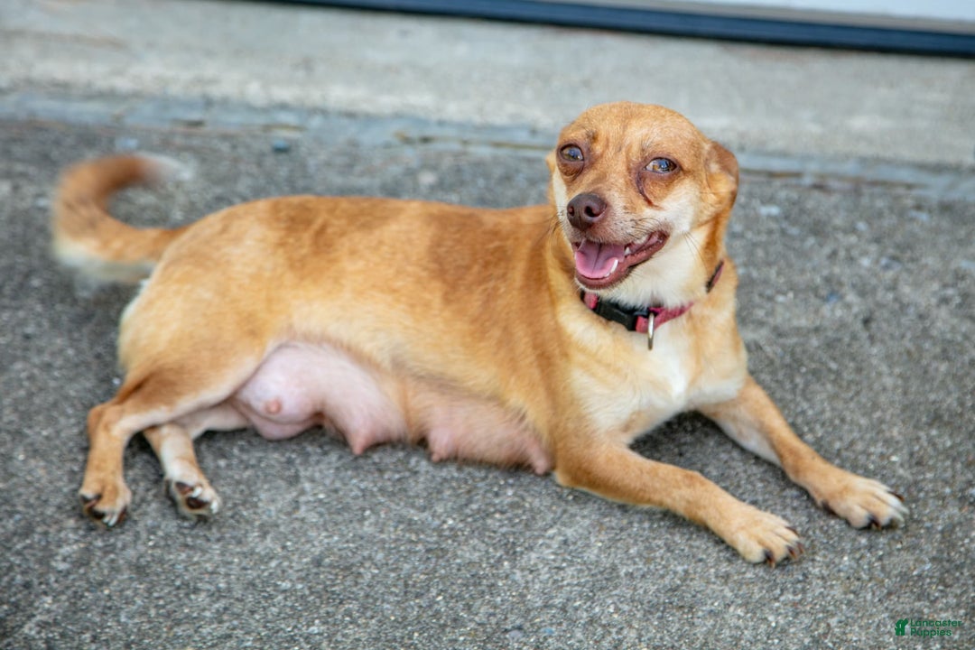 Chihuahua dogs for sale: Puddles - Image 6