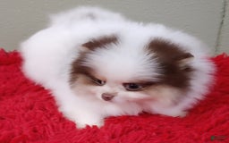 Pomeranian dogs for sale: Handsome - Image 3