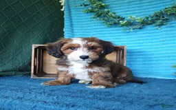 Havanese dogs for sale: Duke - Image 6