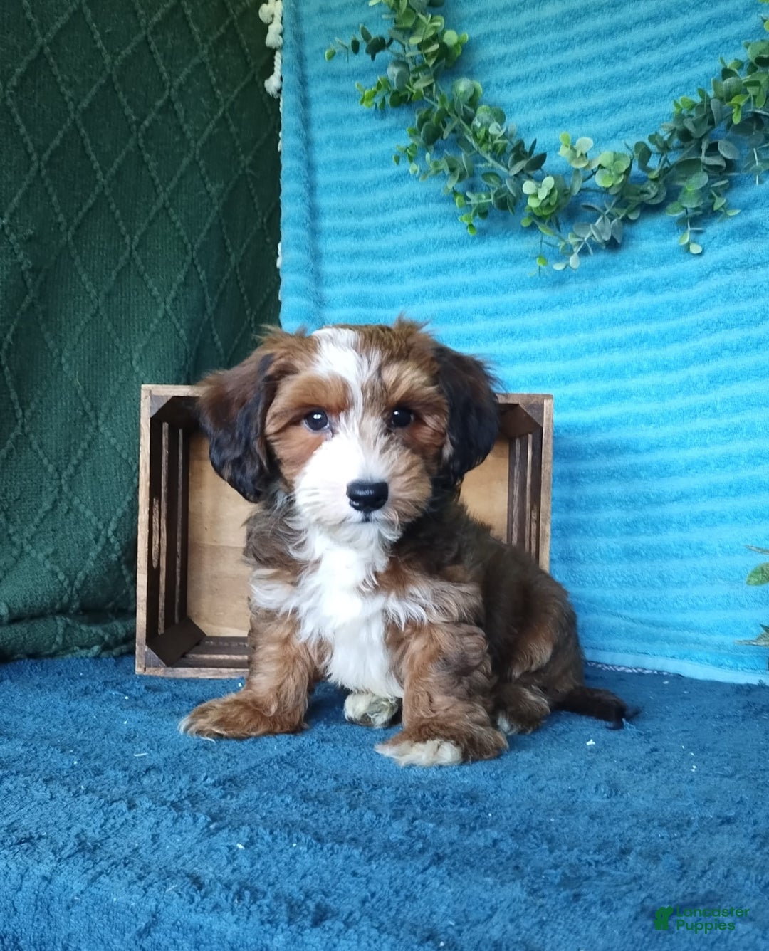 Havanese dogs for sale: Duke - Image 6