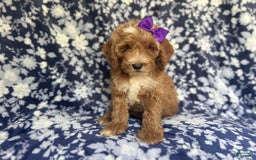 Cockapoo dogs for sale: Missy - Image 2