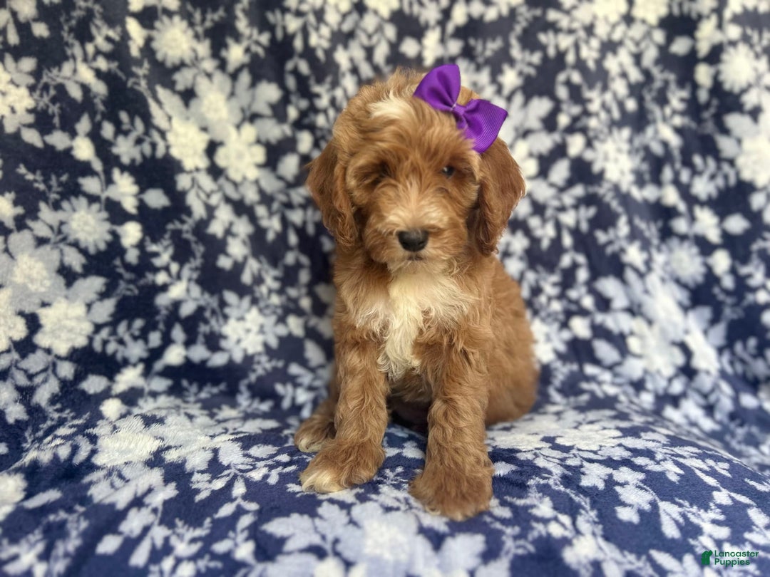 Cockapoo dogs for sale: Missy - Image 2