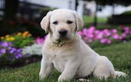 Labrador Retriever dogs for sale: Benny - Image 4