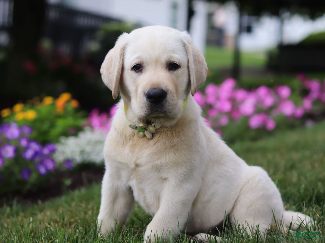 Labrador Retriever dogs for sale: Benny - Image 4