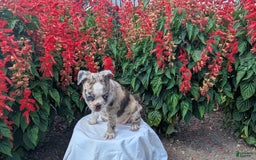 Frenchton dogs for sale: Nadia - Image 10