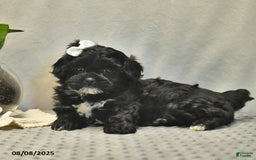 Shihpoo dogs for sale: Rose - Image 4