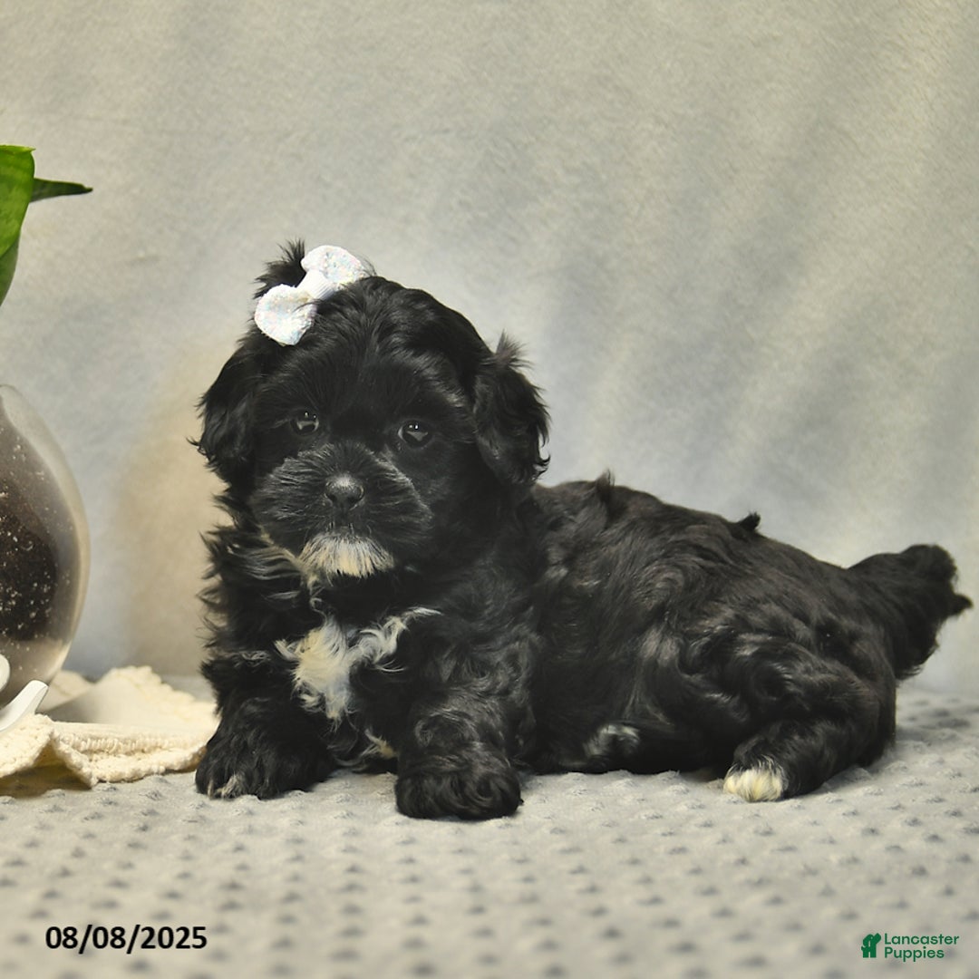 Shihpoo dogs for sale: Rose - Image 4