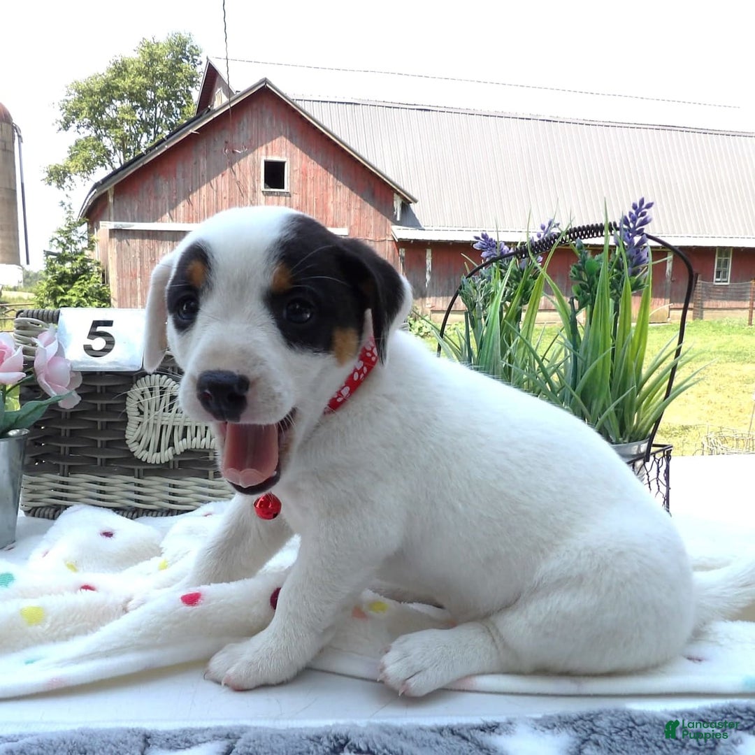 Jack Russell Terrier dogs for sale: Ronda - Image 1