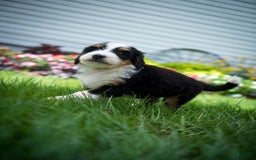 Bernedoodle dogs for sale: Ranger - Image 14