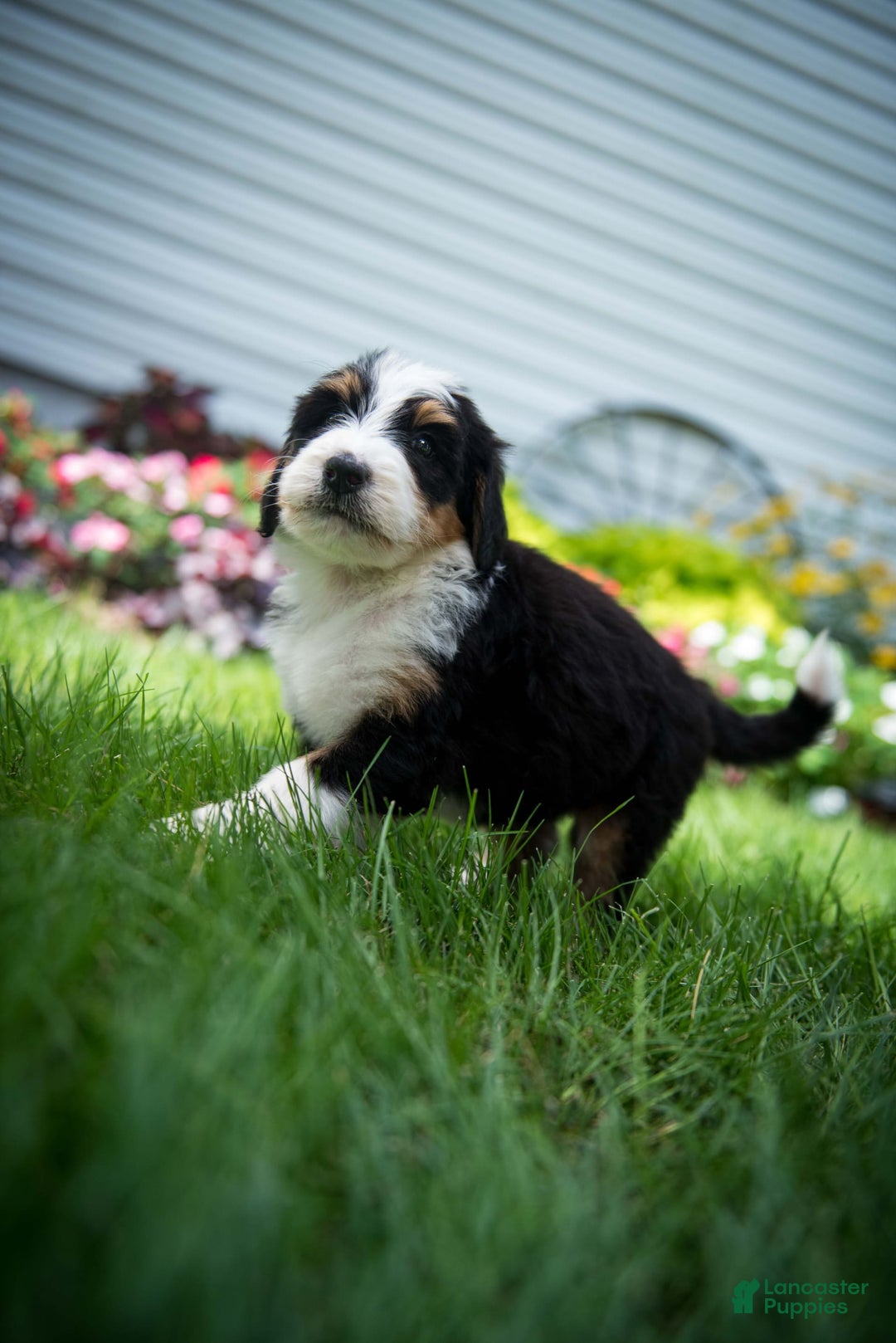 Bernedoodle dogs for sale: Ranger - Image 14