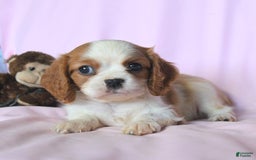 Cavalier King Charles Spaniel dogs for sale: Jasper - Image 3
