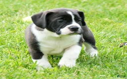 Beabull dogs for sale: Aaron - Image 5