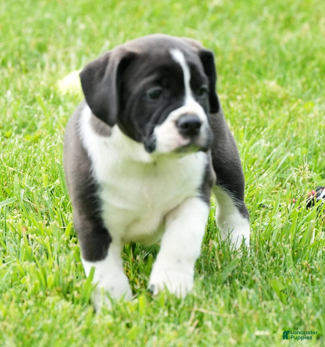 Beabull dogs for sale: Aaron - Image 5