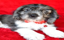 Cocker Spaniel dogs for sale: Pebbles - Image 4