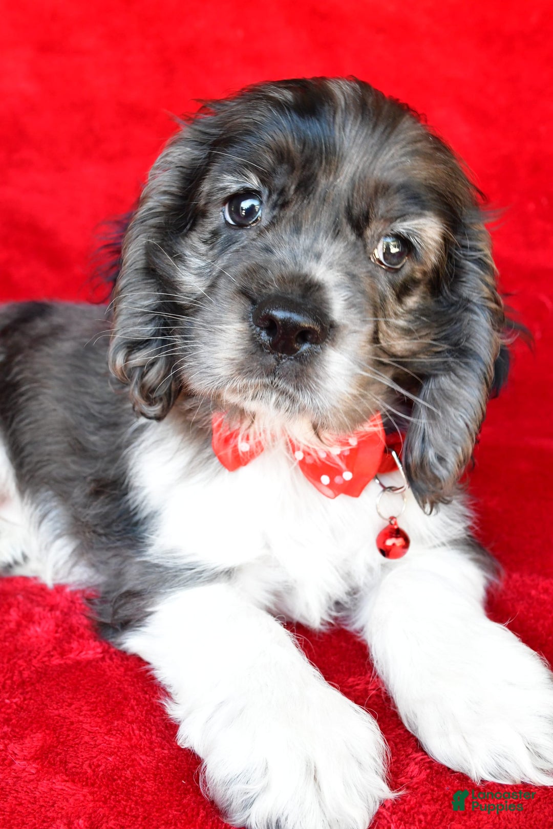Cocker Spaniel dogs for sale: Pebbles - Image 4