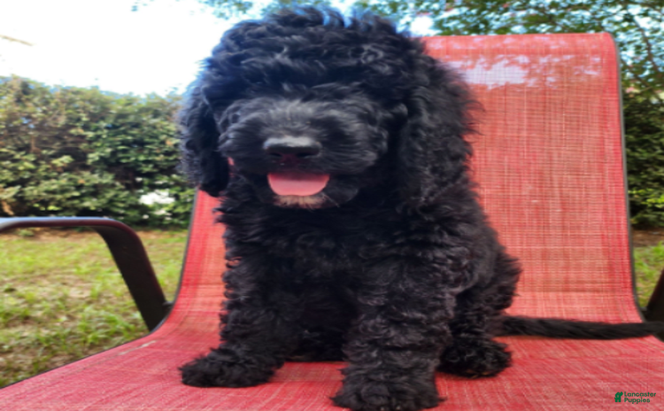 Goldendoodle dogs for sale - Ad 4