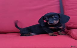 Miniature Dachshund dogs for sale: Freddie - Image 9