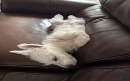 West Highland Terrier dogs for sale: Leo - Image 3