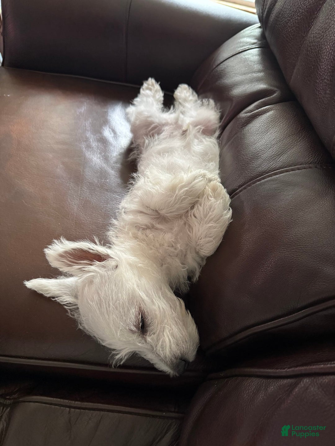 West Highland Terrier dogs for sale: Leo - Image 3