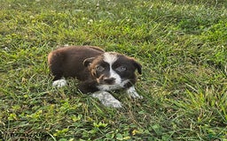 Border Collie dogs for sale: Frisky - Image 2
