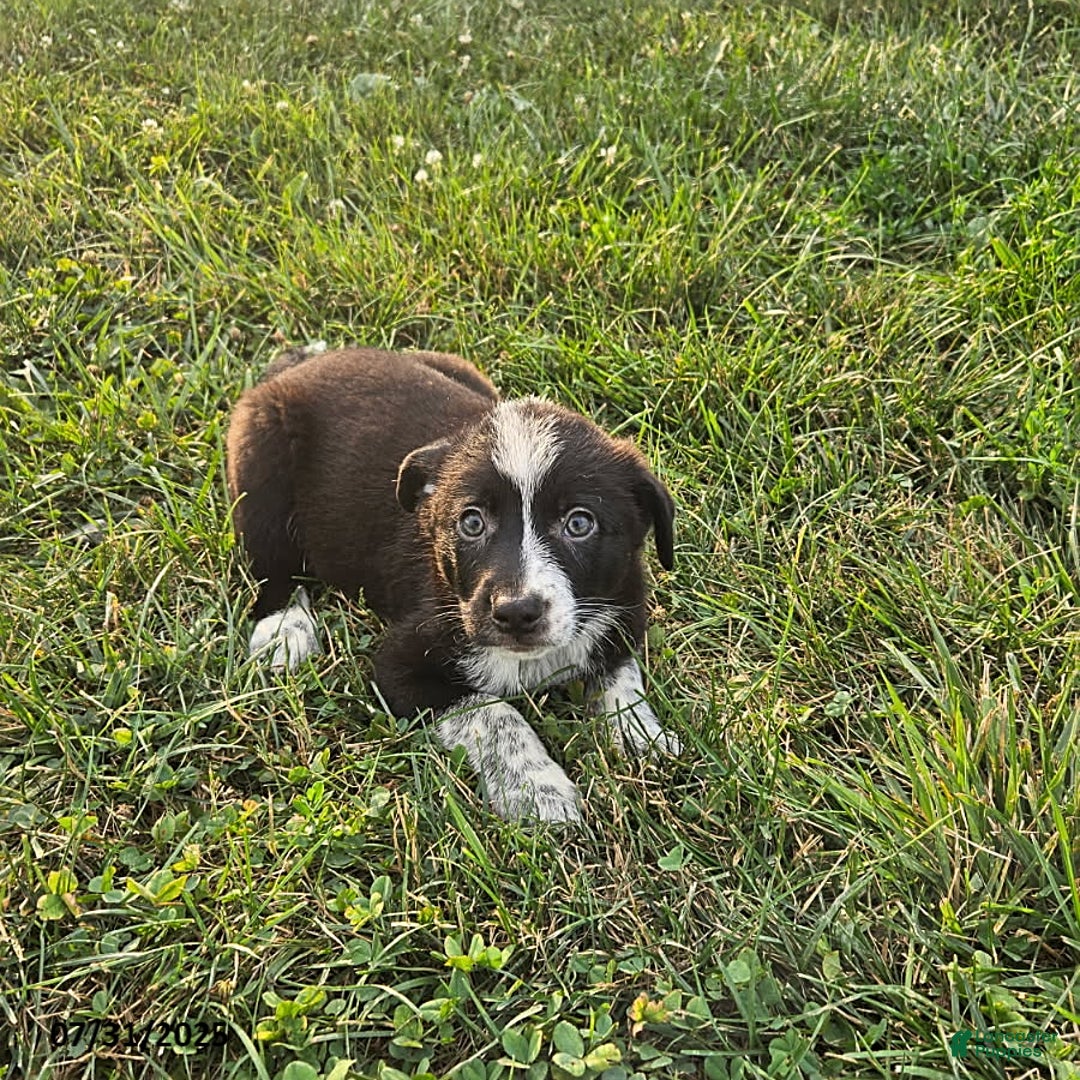 Border Collie dogs for sale: Frisky - Image 2