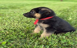 German Shepherd dogs for sale: Red - Image 15