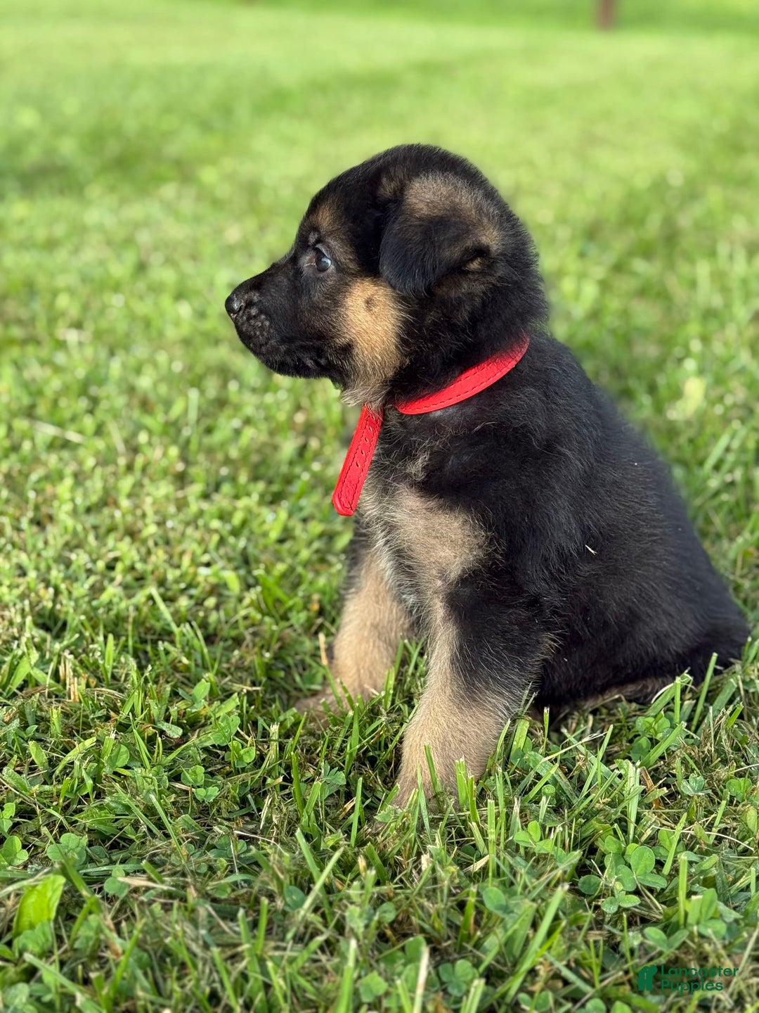 German Shepherd dogs for sale: Red - Image 15
