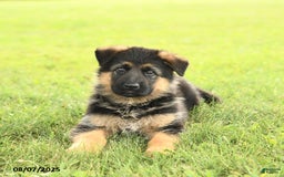 German Shepherd dogs for sale: Duchess - Image 5