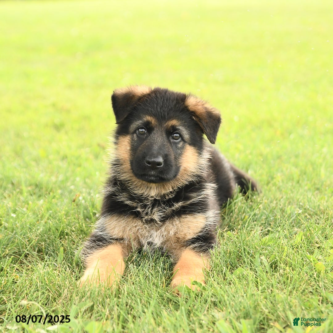 German Shepherd dogs for sale: Duchess - Image 5