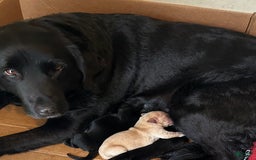 Golden Retriever dogs for sale: Beatrice - Image 2