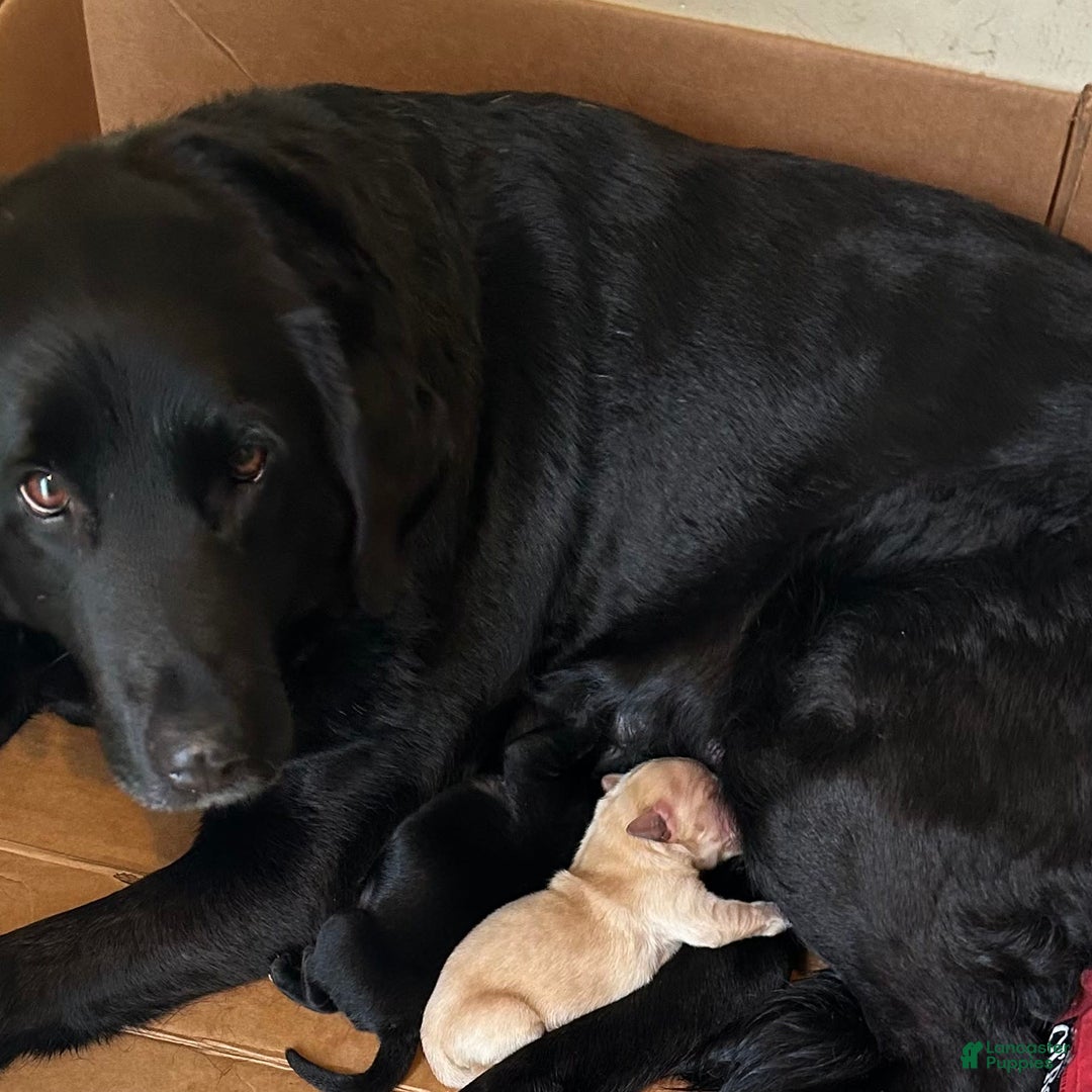 Golden Retriever dogs for sale: Beatrice - Image 2