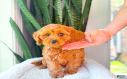 Cavapoo dogs for sale: Isaiah - Image 7