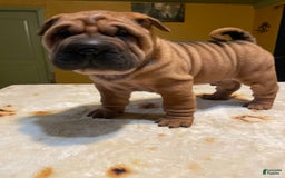 Shar Pei dogs for sale: Armani Squishy-face - Image 10
