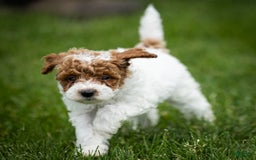 Toy Poodle dogs for sale: Rusty Scout - Image 8