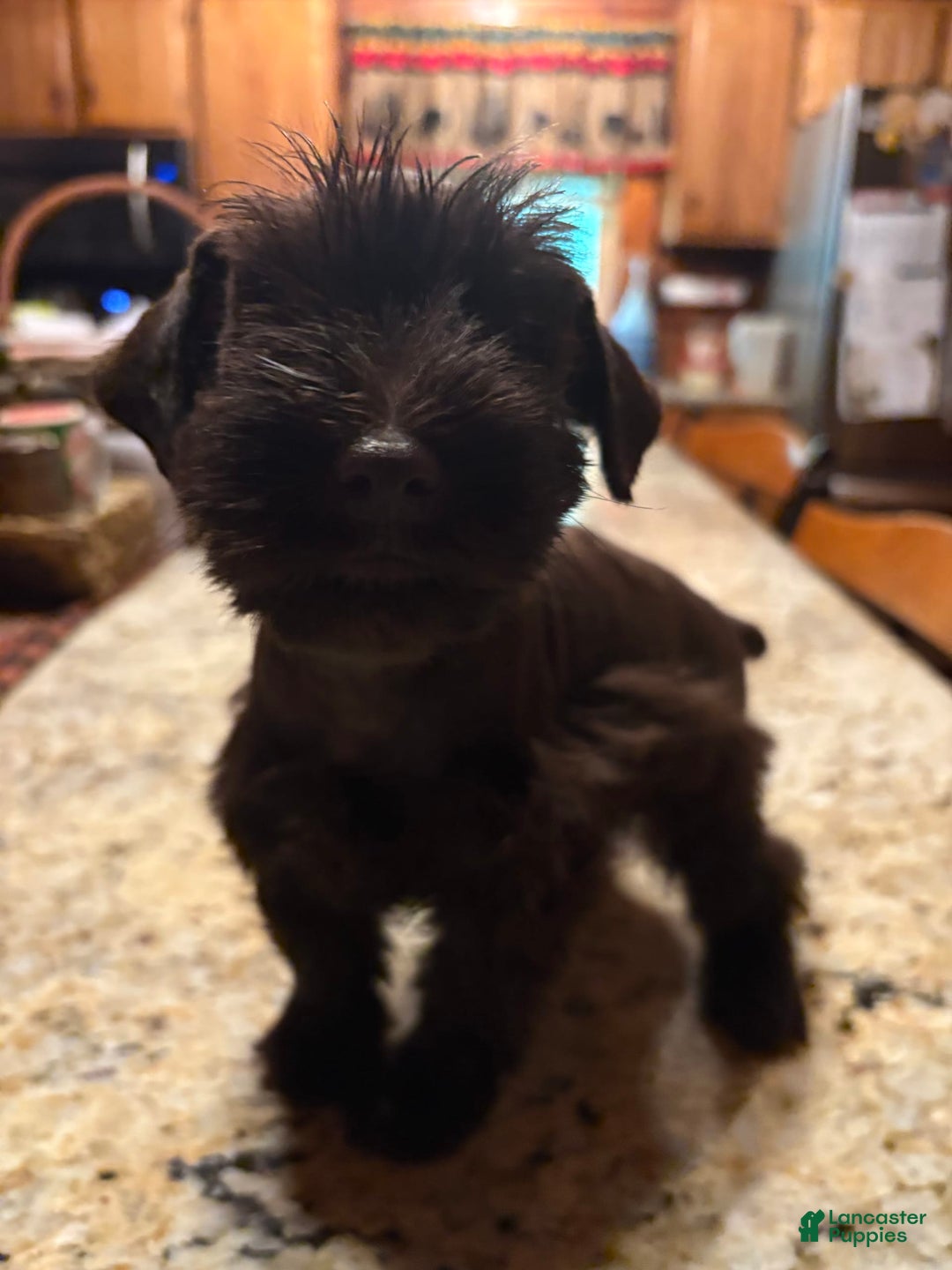 Miniature Schnauzer dogs for sale: Chocolate Chip - Image 2