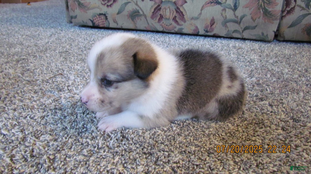American Corgi dogs for sale: Belle - Image 2