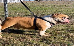 English Bulldog dogs for sale: Frannie - Image 8