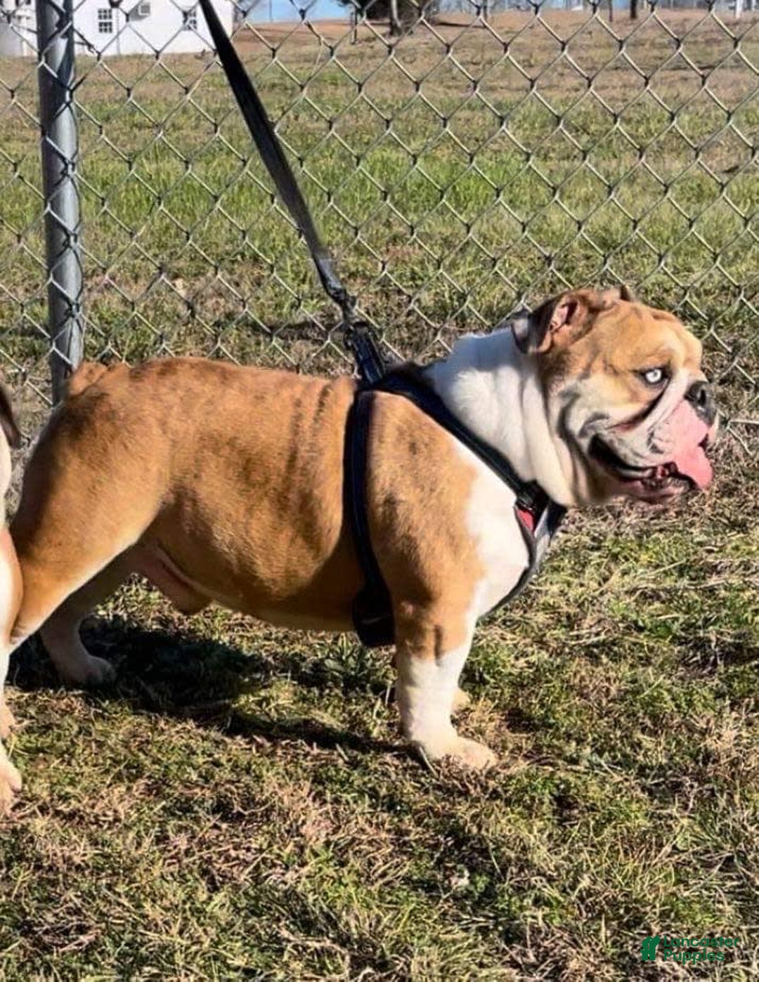 English Bulldog dogs for sale: Frannie - Image 8