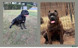 Cane Corso dogs for sale: Leo - Image 4