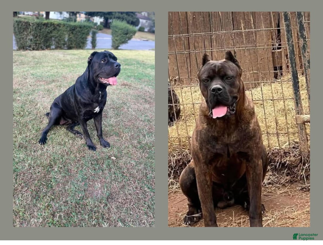Cane Corso dogs for sale: Leo - Image 4