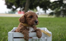 Mini Goldendoodle dogs for sale: Thunder - Image 4