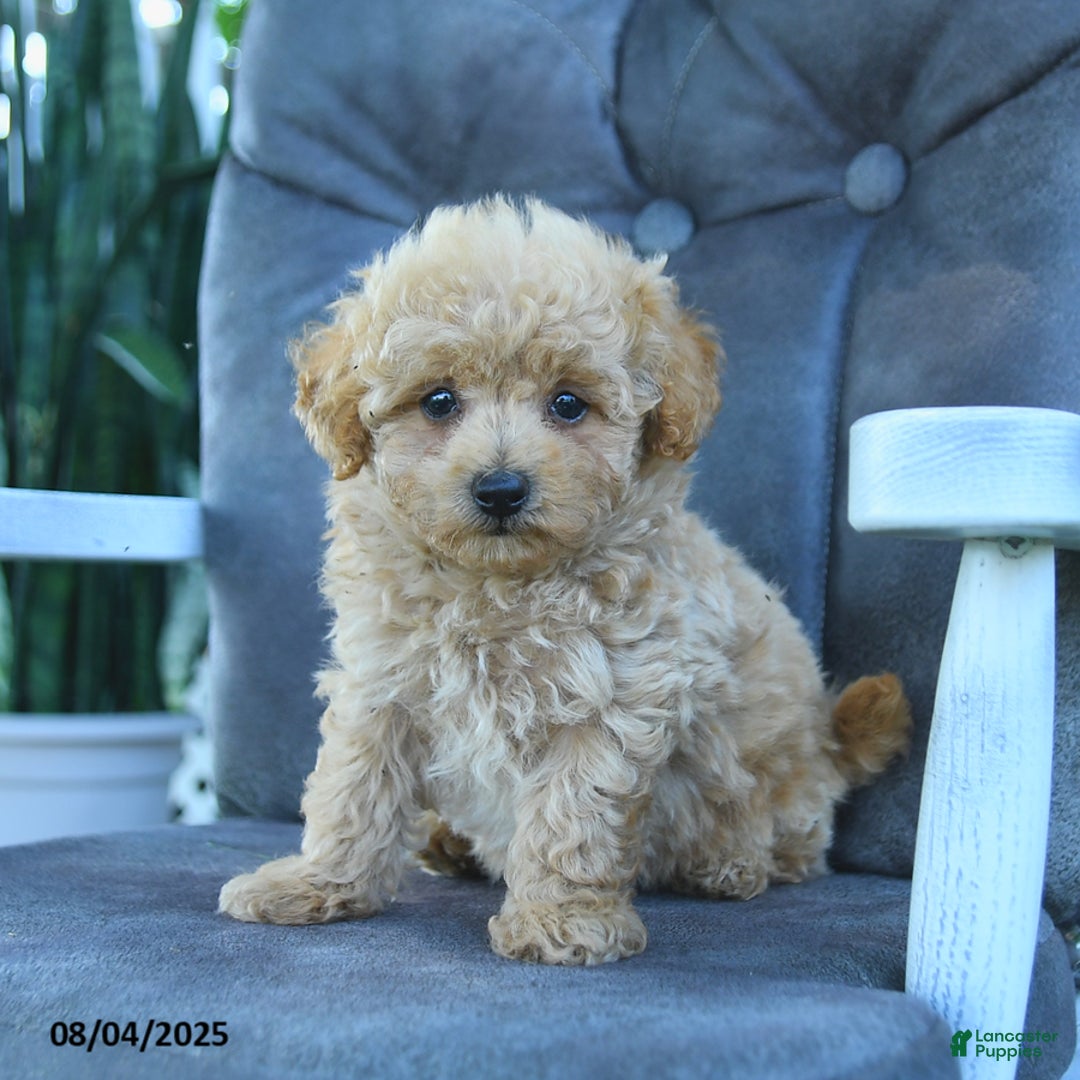 Maltipoo dogs for sale: Bubbles - Image 3