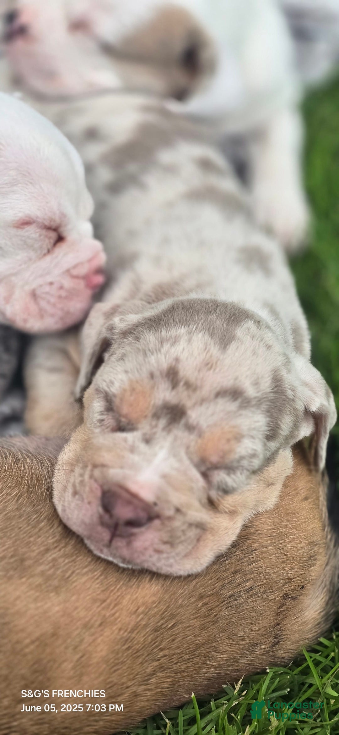 American Bully dogs for sale: Boss - Image 11