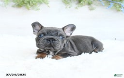 French Bulldog dogs for sale: Blazer - Image 5