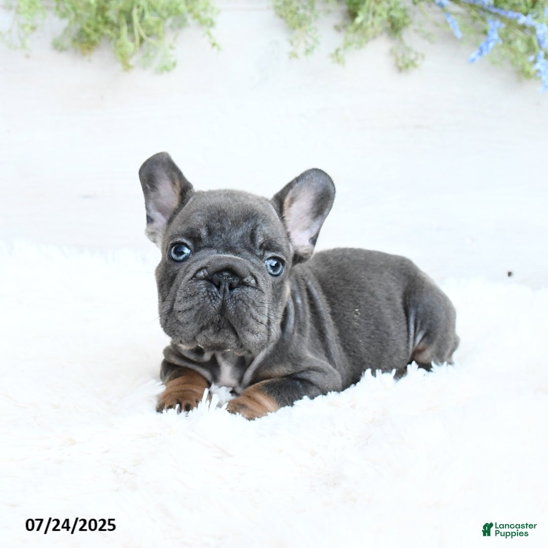 French Bulldog dogs for sale: Blazer - Image 5