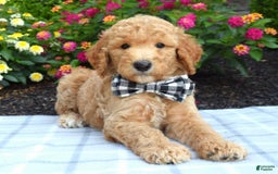 Standard Poodle dogs for sale: Duke - Image 10
